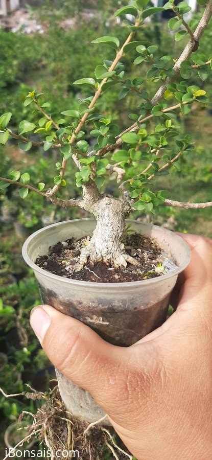 Sam hương giá sinh viên
