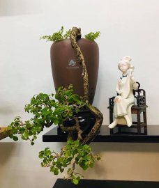 Thân em liễu yếu đào tơ