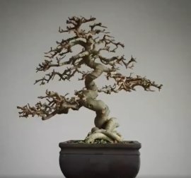 Duối khoe chút xương dăm!