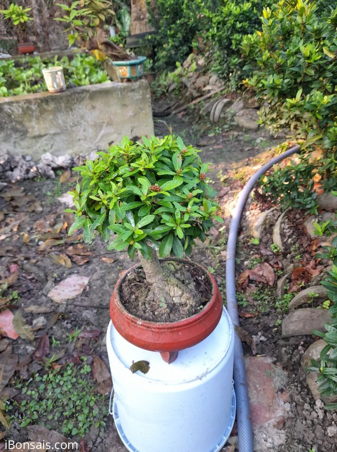 Cặp tím sen đang hoa