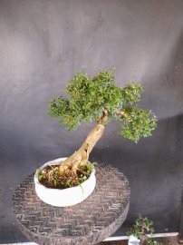 Linh Sam ghép 86