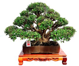 Các tình yêu Du Xuân cũng có quà mang về!