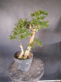 Linh sam ghép 86