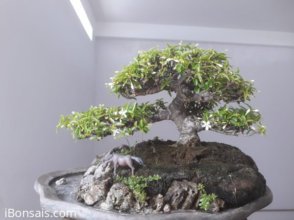 Tiểu cảnh Mai Kim Dòn ...