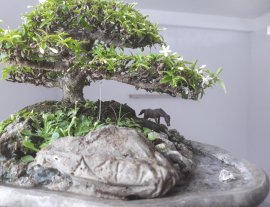 Tiểu cảnh Mai Kim Dòn ...
