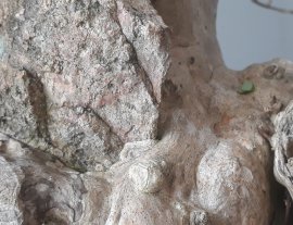 Hoa Bằng Lăng tím lùn lực...