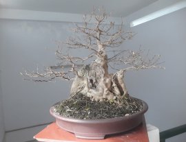 Hoa Bằng Lăng tím lùn lực...