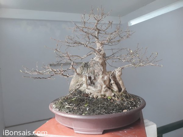 Hoa Bằng Lăng tím lùn lực...