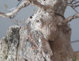 Hoa Bằng Lăng tím lùn lực...