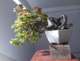Hoa Giấy ghép Mỹ Cẩm Thạch...