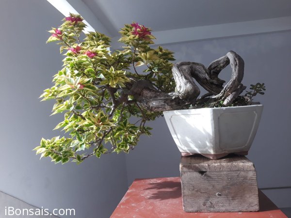 Hoa Giấy ghép Mỹ Cẩm Thạch...
