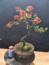 Mẫu đơn đỏ đang hoa 400k bao ship