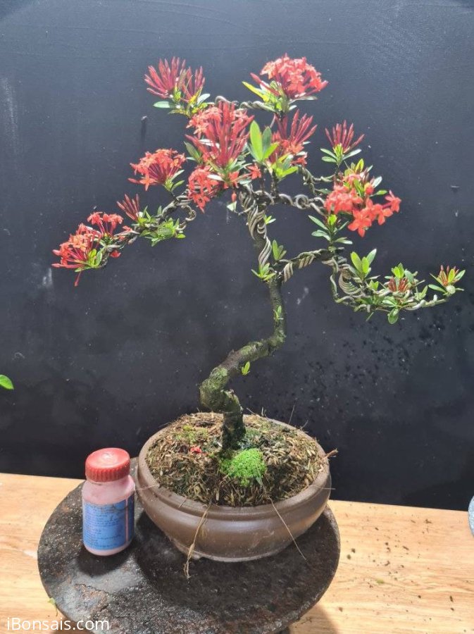 Mẫu đơn đỏ đang hoa 400k bao ship