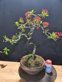 Mẫu đơn đỏ đang hoa 400k bao ship