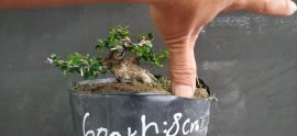 Gl ae sam núi trái hoành 8cm cao 5,5cm tàn dài 10cm