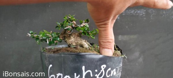 Gl ae sam núi trái hoành 8cm cao 5,5cm tàn dài 10cm