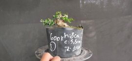 Gl ae sam núi trái hoành 8cm cao 5,5cm tàn dài 10cm
