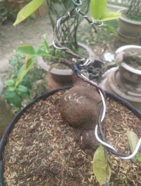 Củ khoai lang