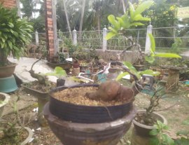 Củ khoai lang