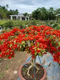 Hoa giấy bán Tết
