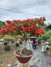 Hoa giấy bán Tết