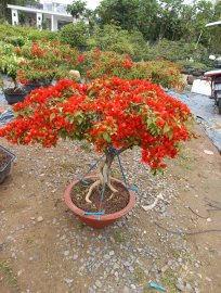 Hoa giấy bán Tết