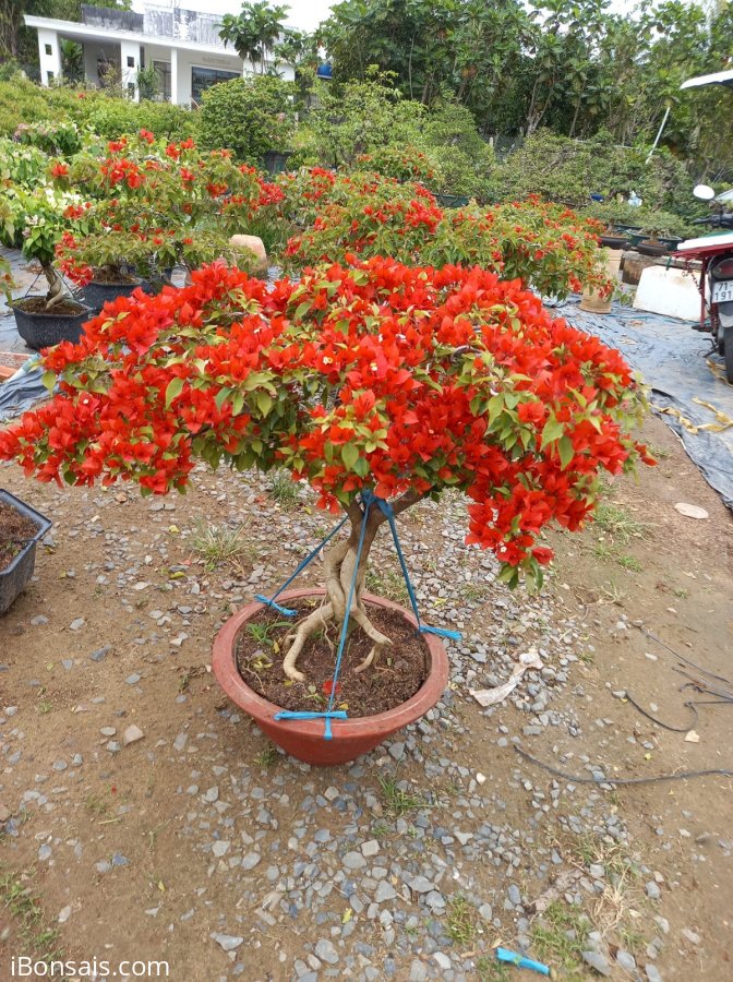 Hoa giấy bán Tết