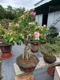 Hoa giấy bán Tết
