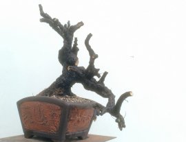 Cẩm víp...100