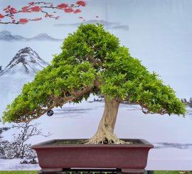 Tác Phẩm Nguyệt Quế Hương
