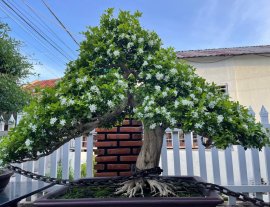 Tác Phẩm Nguyệt Quế Hương