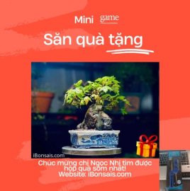 Phong Lá Đỏ Nhật Bản