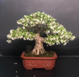 Hoa nở về đêm