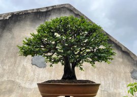 Tp Sơn Liễu