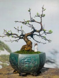 MAI VÀNG MINI