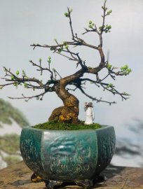 MAI VÀNG MINI