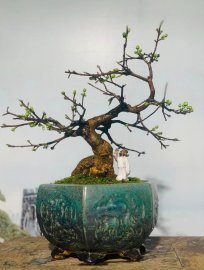 MAI VÀNG MINI