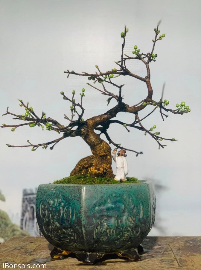 MAI VÀNG MINI