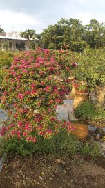 Hoa giấy mỹ thác đỗ ae nào cần ib em nha!