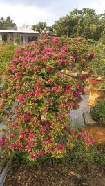 Hoa giấy mỹ thác đỗ ae nào cần ib em nha!