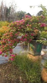 Hoa giấy mỹ thác đỗ ae nào cần ib em nha!