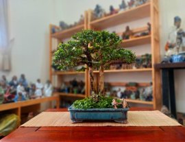 Tác phẩm: Huynh Đệ Cổ Mộc