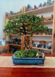Tác phẩm: Huynh Đệ Cổ Mộc