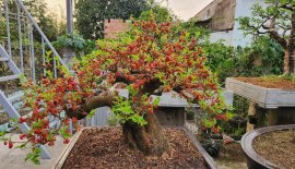 Tác phẩm dâu trĩu quả