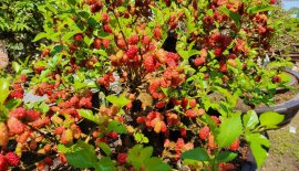 Tác phẩm dâu trĩu quả