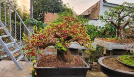 Tác phẩm dâu trĩu quả