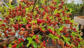 Tác phẩm dâu trĩu quả
