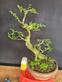 Kim quýt rin thuần chậu