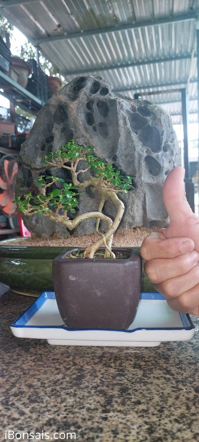 Khai Xuân em Sam Hương siêu mini giá 390k bao ship ạ ❤