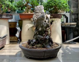 Giao lưu lấy lộc đầu xuân cây si búp hồng già bám đá